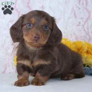 Denver, Dachshund Puppy