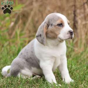 Zeke, Beagle Puppy