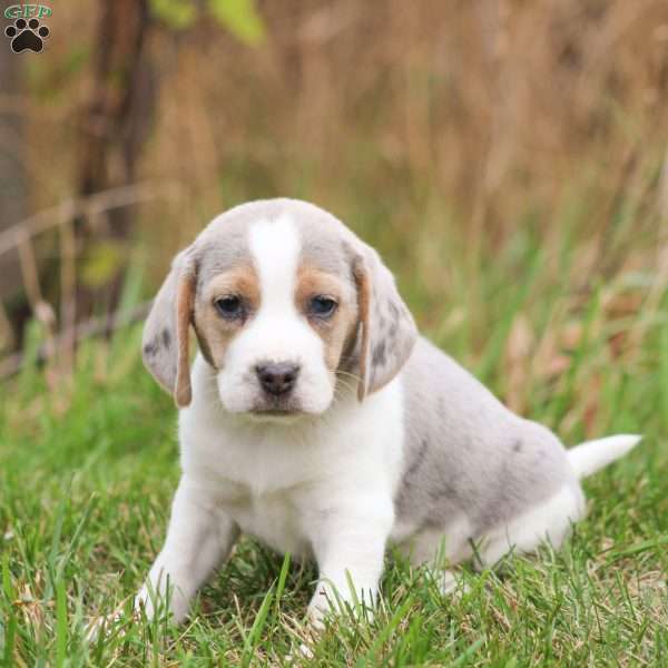 Zeke, Beagle Puppy