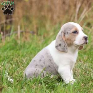 Zeke, Beagle Puppy