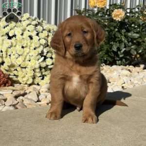 Noodle, Golden Retriever Puppy