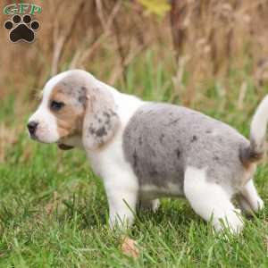 Zeke, Beagle Puppy