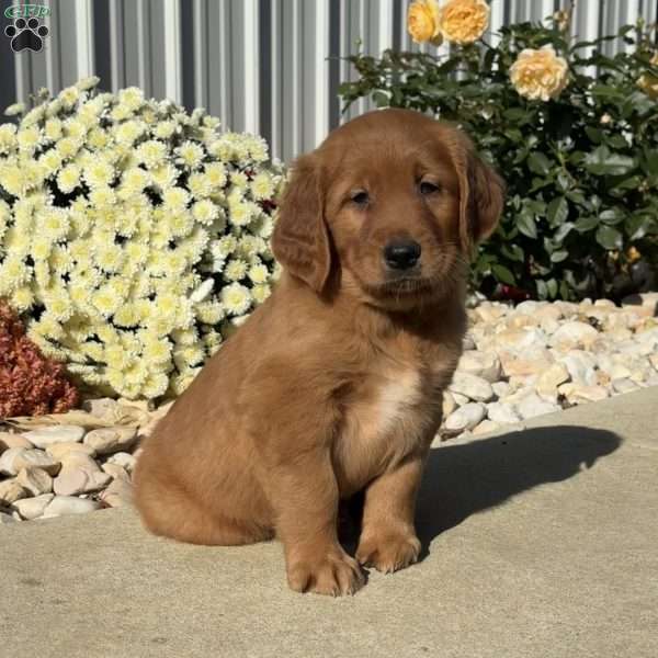Noodle, Golden Retriever Puppy
