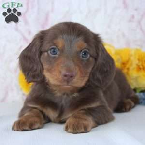 Denver, Dachshund Puppy