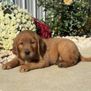 Noodle, Golden Retriever Puppy