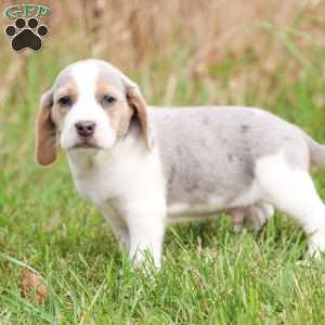 Zeke, Beagle Puppy