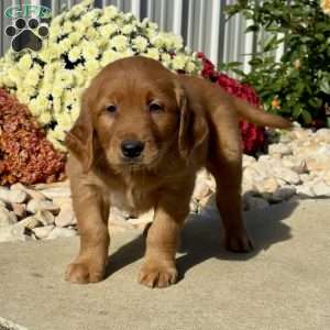 Noodle, Golden Retriever Puppy