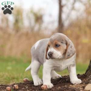 Prince, Beagle Puppy