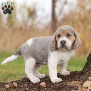 Prince, Beagle Puppy