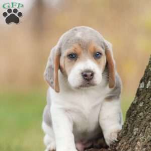 Prince, Beagle Puppy