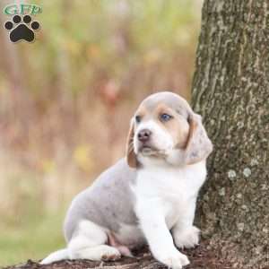 Prince, Beagle Puppy