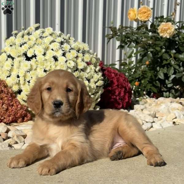 Nacho, Golden Retriever Puppy