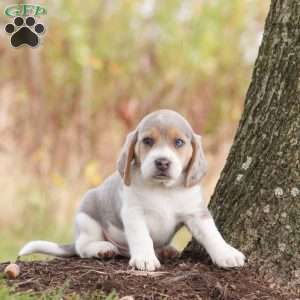 Prince, Beagle Puppy