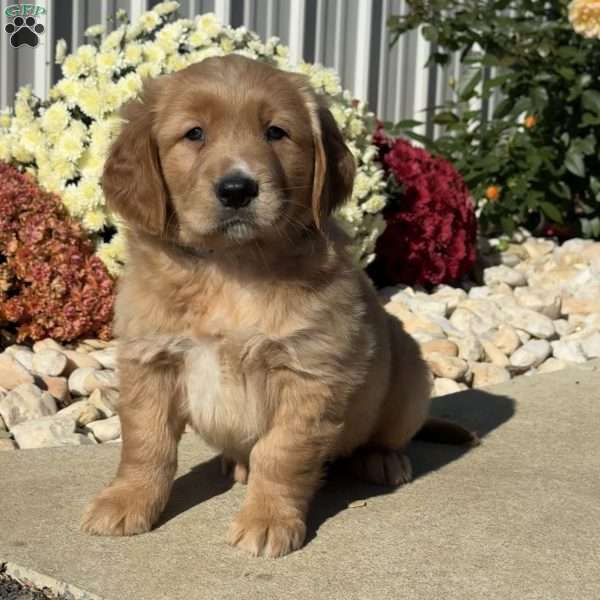 Norman, Golden Retriever Puppy