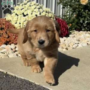 Norman, Golden Retriever Puppy