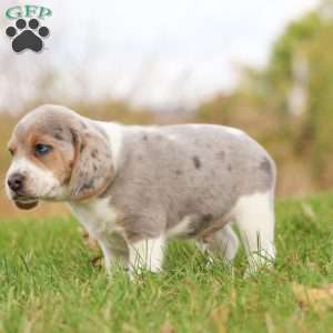 Prince, Beagle Puppy