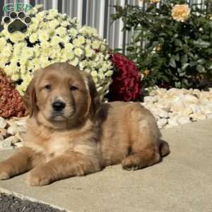 Norman, Golden Retriever Puppy