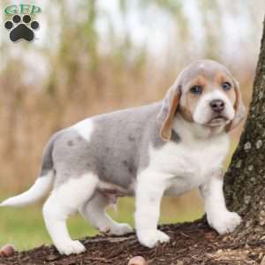 Prince, Beagle Puppy
