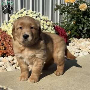 Norman, Golden Retriever Puppy
