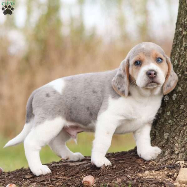 Prince, Beagle Puppy
