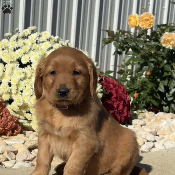 Nelson, Golden Retriever Puppy