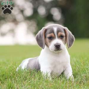 Max, Beagle Puppy