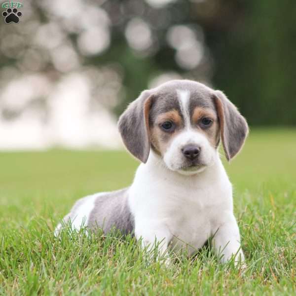 Max, Beagle Puppy