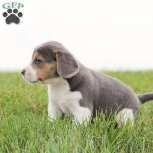 Buddy, Beagle Puppy