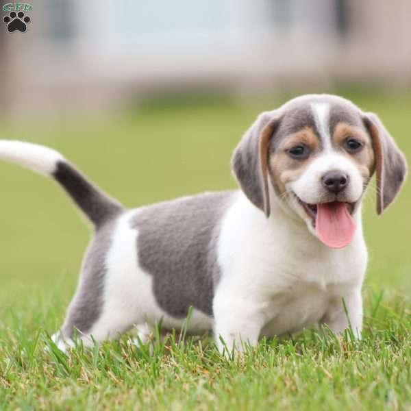 Max, Beagle Puppy