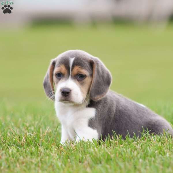 Buddy, Beagle Puppy