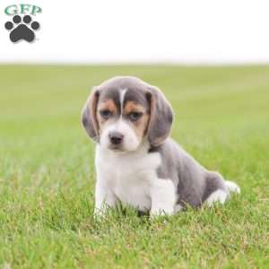 Buddy, Beagle Puppy