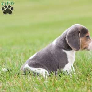 Buddy, Beagle Puppy