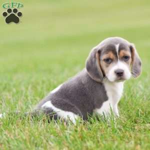Buddy, Beagle Puppy
