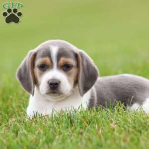Max, Beagle Puppy