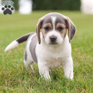 Max, Beagle Puppy