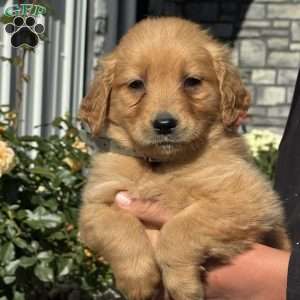 Tiny, Golden Retriever Puppy