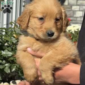 Tiny, Golden Retriever Puppy