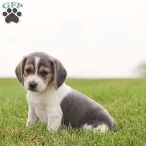 Max, Beagle Puppy