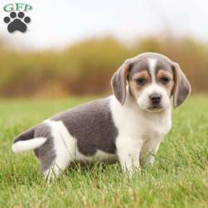 Max, Beagle Puppy