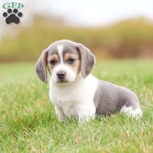 Max, Beagle Puppy