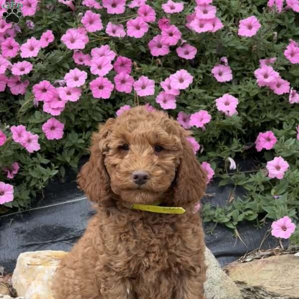Polly, Mini Goldendoodle Puppy