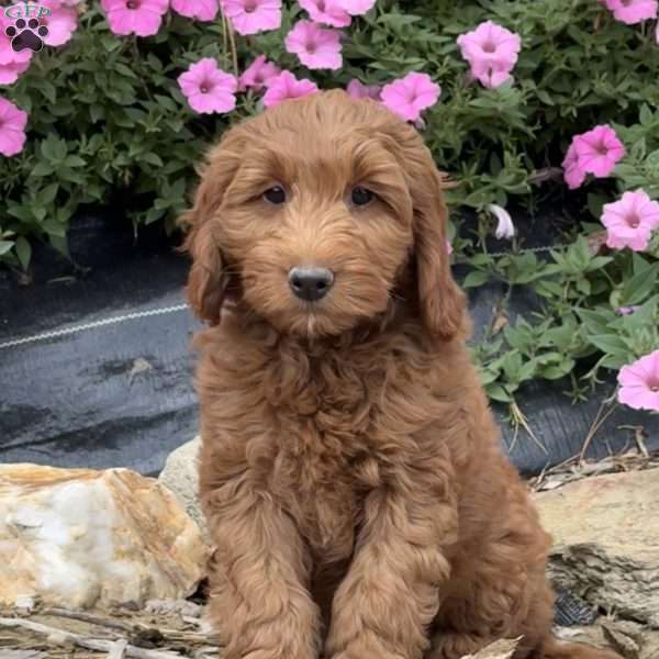 Peaches, Mini Goldendoodle Puppy
