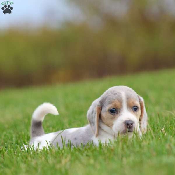 Bella, Beagle Puppy