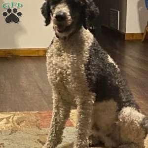 Blue, Goldendoodle Puppy