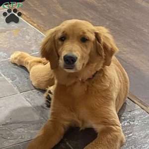 Blue, Goldendoodle Puppy