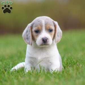 Bella, Beagle Puppy
