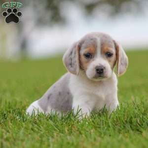 Bella, Beagle Puppy