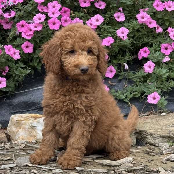 Puddles, Mini Goldendoodle Puppy
