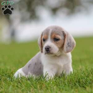 Bella, Beagle Puppy