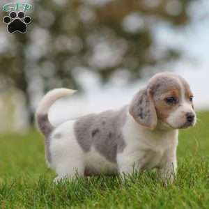 Bella, Beagle Puppy